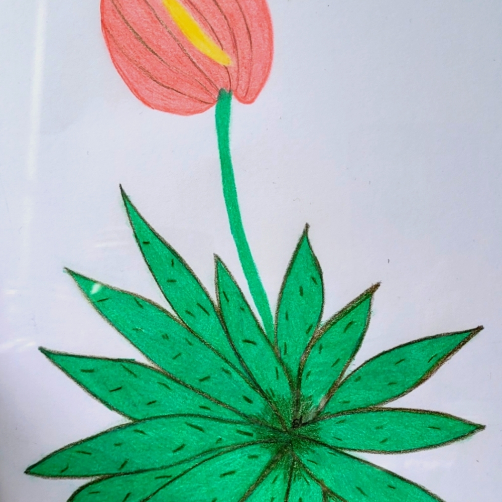 Original drawing of lily